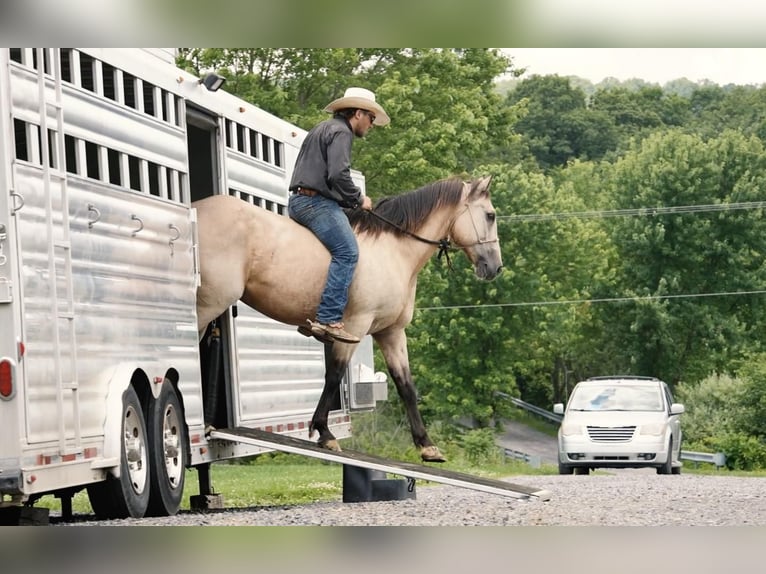 American Quarter Horse Castrone 13 Anni 152 cm Pelle di daino in Needmore, PA