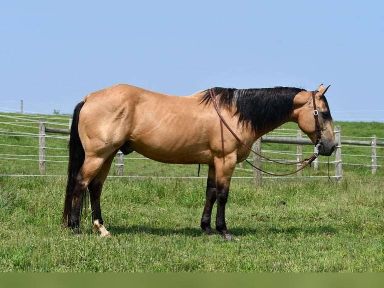 American Quarter Horse Castrone 13 Anni 152 cm Pelle di daino in Rebersburg, PA
