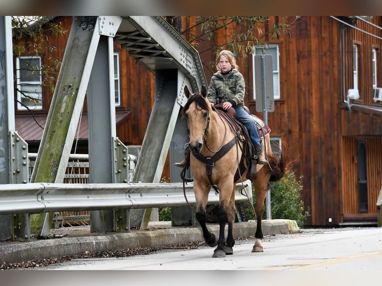 American Quarter Horse Castrone 13 Anni 152 cm Pelle di daino in Rebersburg