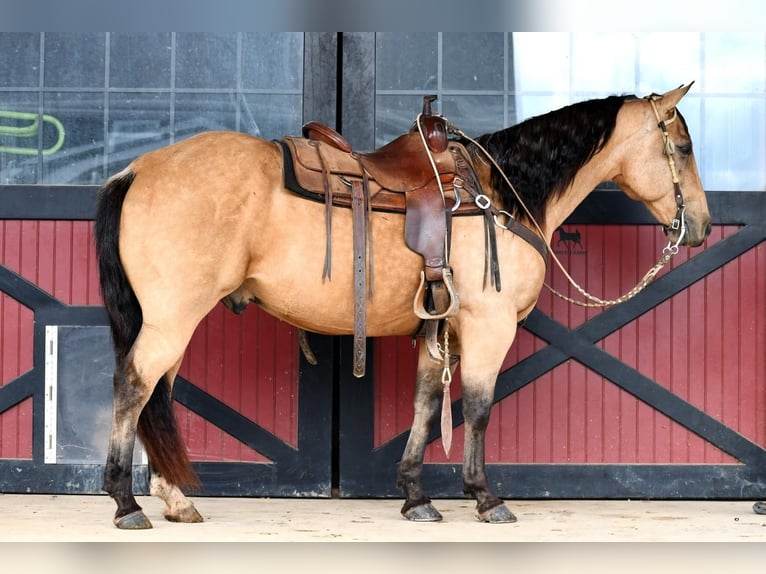 American Quarter Horse Castrone 13 Anni 152 cm Pelle di daino in Rebersburg