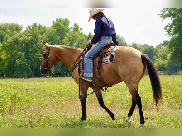 American Quarter Horse Castrone 13 Anni 152 cm Pelle di daino in Valley Springs, SD