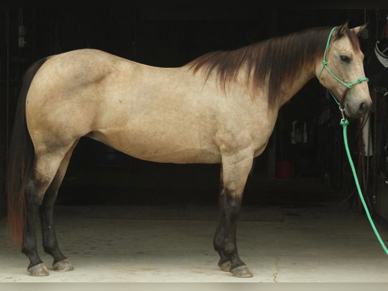 American Quarter Horse Castrone 13 Anni 152 cm Pelle di daino in Fort Atkinson WI