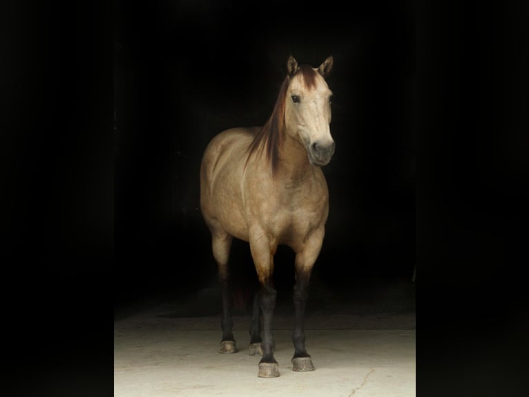 American Quarter Horse Castrone 13 Anni 152 cm Pelle di daino in Fort Atkinson WI