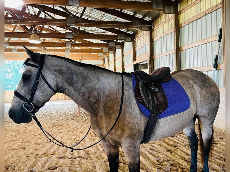 American Quarter Horse Castrone 13 Anni 152 cm Pelle di daino in Fort Atkinson WI