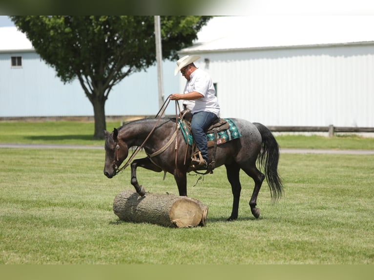 American Quarter Horse Castrone 13 Anni 152 cm Roano blu in Charleston IL