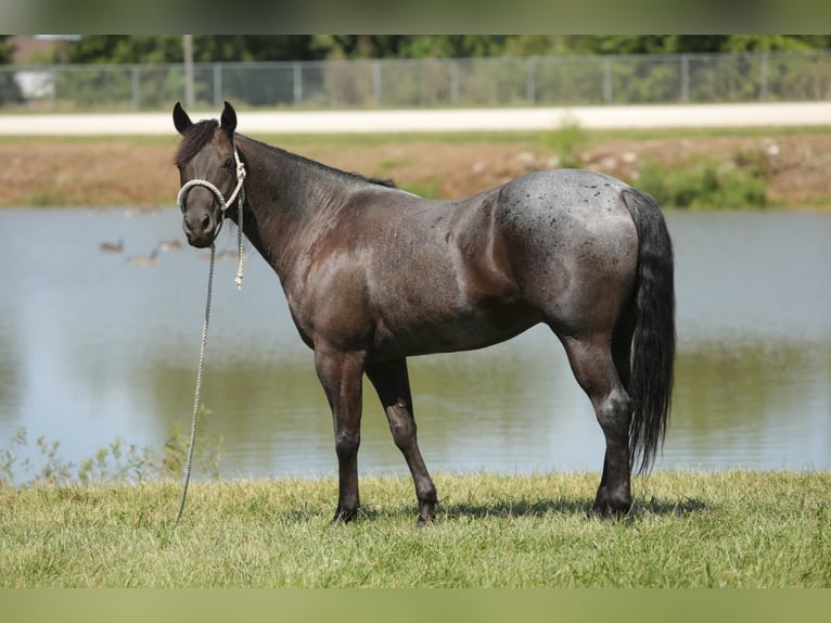 American Quarter Horse Castrone 13 Anni 152 cm Roano blu in Charleston IL