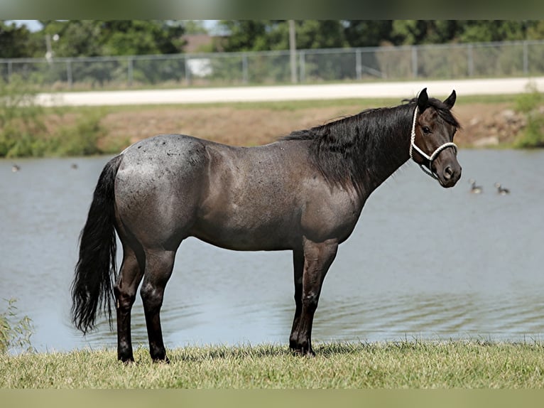 American Quarter Horse Castrone 13 Anni 152 cm Roano blu in Charleston IL