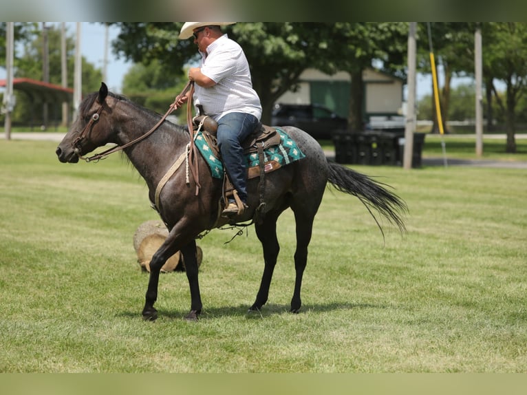 American Quarter Horse Castrone 13 Anni 152 cm Roano blu in Charleston IL