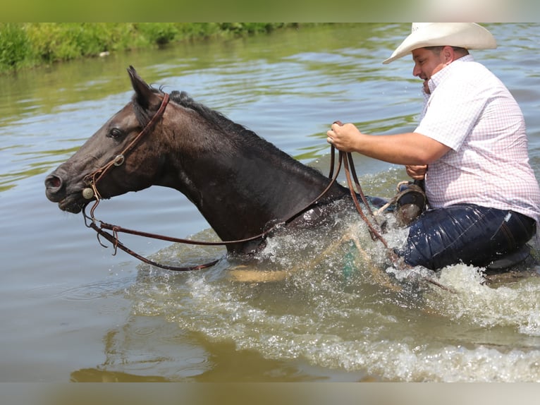 American Quarter Horse Castrone 13 Anni 152 cm Roano blu in Charleston IL