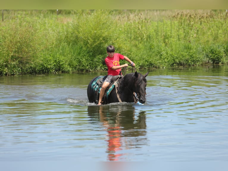 American Quarter Horse Castrone 13 Anni 152 cm Roano blu in Charleston IL