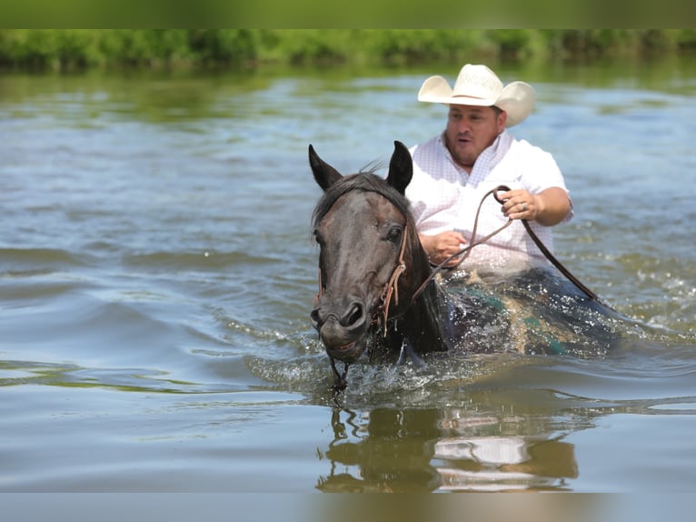 American Quarter Horse Castrone 13 Anni 152 cm Roano blu in Charleston IL