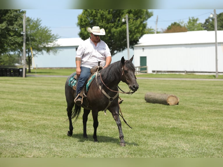 American Quarter Horse Castrone 13 Anni 152 cm Roano blu in Charleston IL