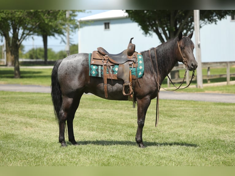 American Quarter Horse Castrone 13 Anni 152 cm Roano blu in Charleston IL