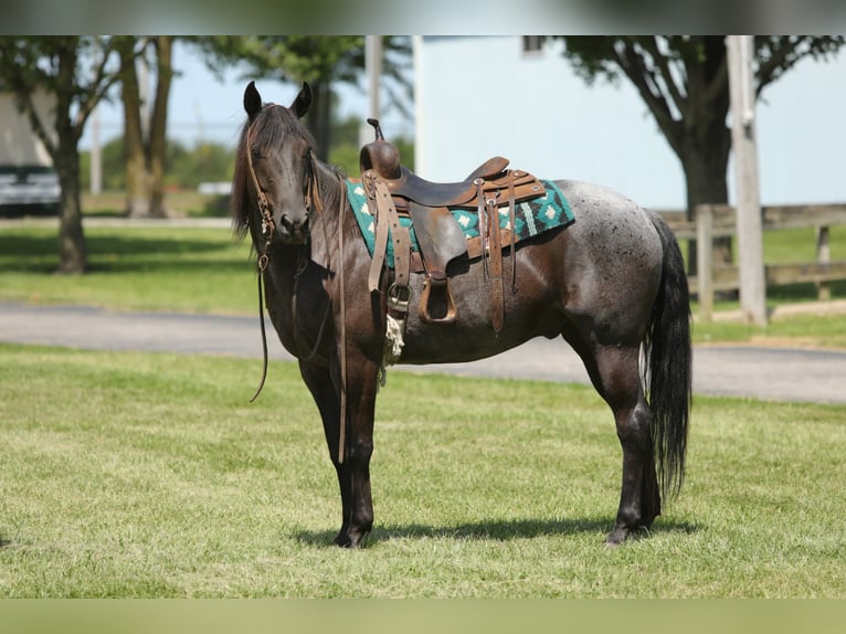 American Quarter Horse Castrone 13 Anni 152 cm Roano blu in Charleston IL