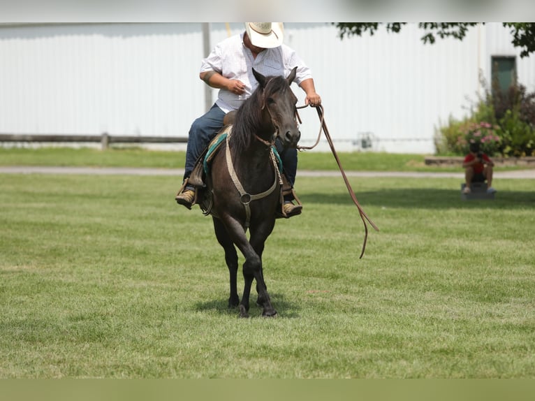 American Quarter Horse Castrone 13 Anni 152 cm Roano blu in Charleston IL