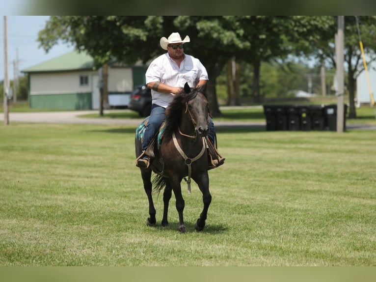 American Quarter Horse Castrone 13 Anni 152 cm Roano blu in Charleston IL