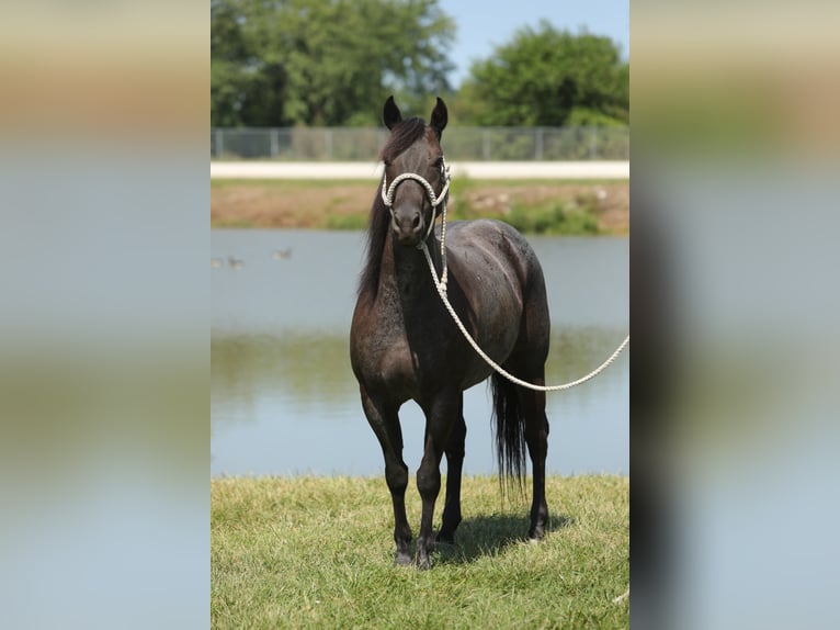 American Quarter Horse Castrone 13 Anni 152 cm Roano blu in Charleston IL