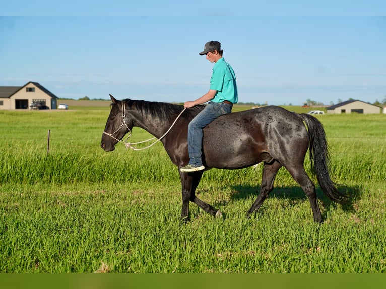 American Quarter Horse Castrone 13 Anni 152 cm Roano blu in Corsica