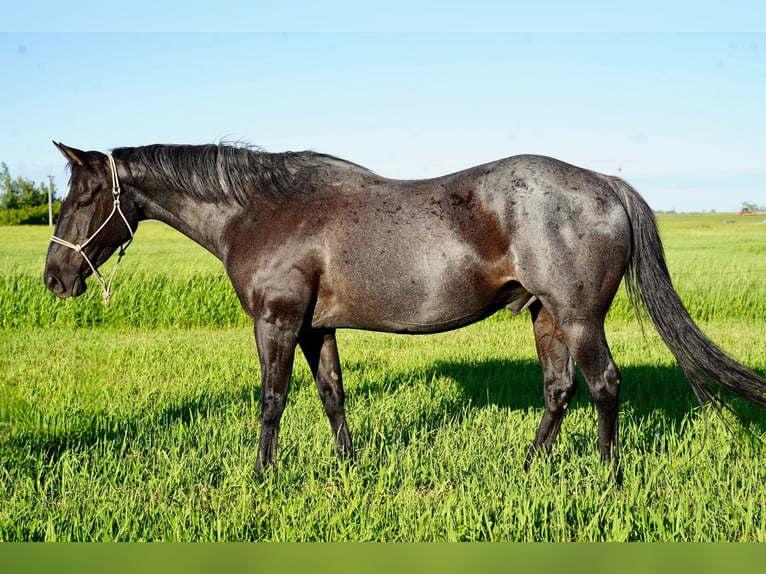 American Quarter Horse Castrone 13 Anni 152 cm Roano blu in Corsica