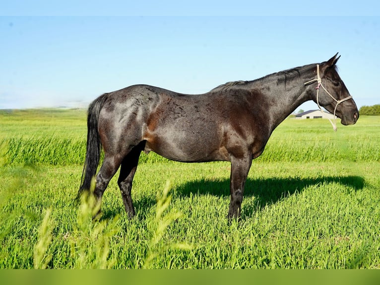 American Quarter Horse Castrone 13 Anni 152 cm Roano blu in Corsica