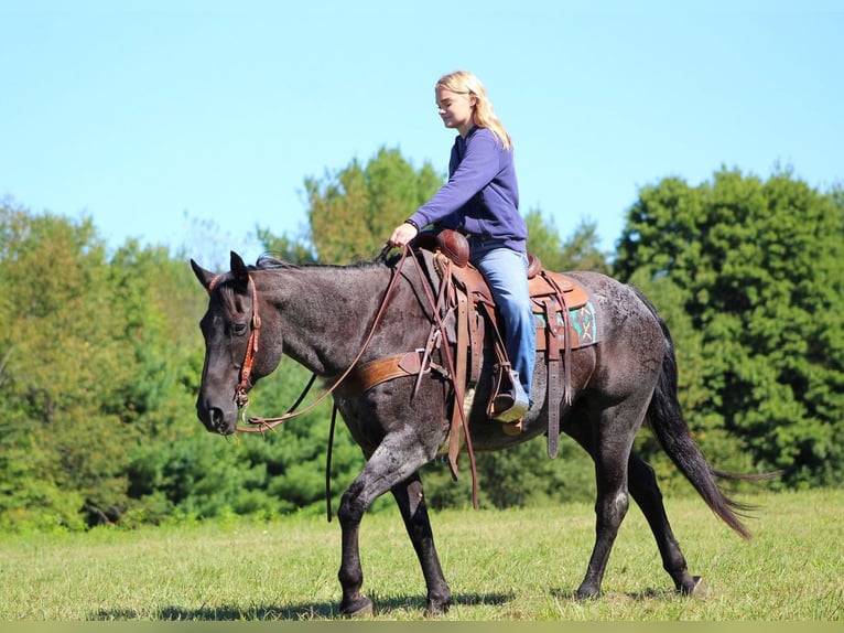 American Quarter Horse Castrone 13 Anni 152 cm Roano blu in Clarion, PA