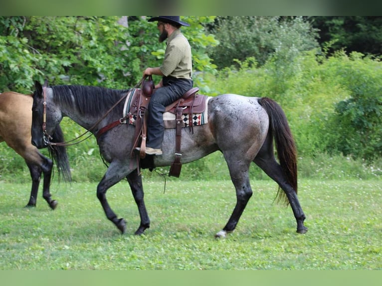 American Quarter Horse Castrone 13 Anni 152 cm Roano blu in Rebersburg, PA
