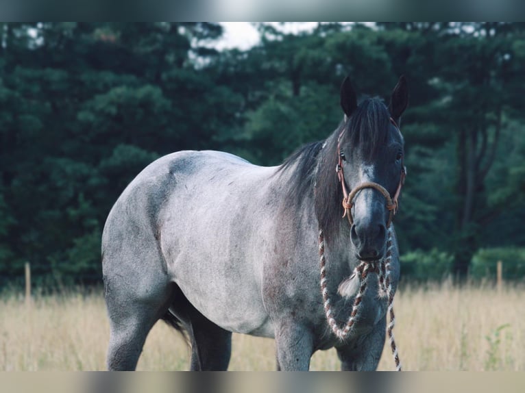 American Quarter Horse Castrone 13 Anni 152 cm Roano blu in North Judson IN