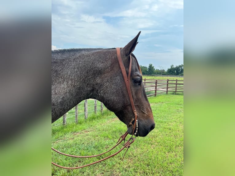 American Quarter Horse Castrone 13 Anni 152 cm Roano blu in Weatherford TX