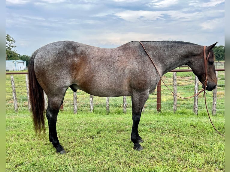 American Quarter Horse Castrone 13 Anni 152 cm Roano blu in Weatherford TX