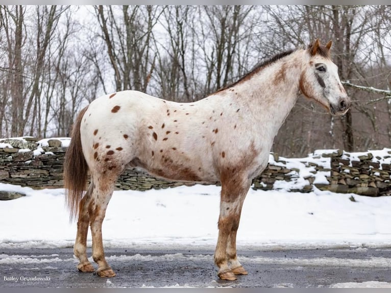 American Quarter Horse Castrone 13 Anni 152 cm Roano rosso in Everette PA