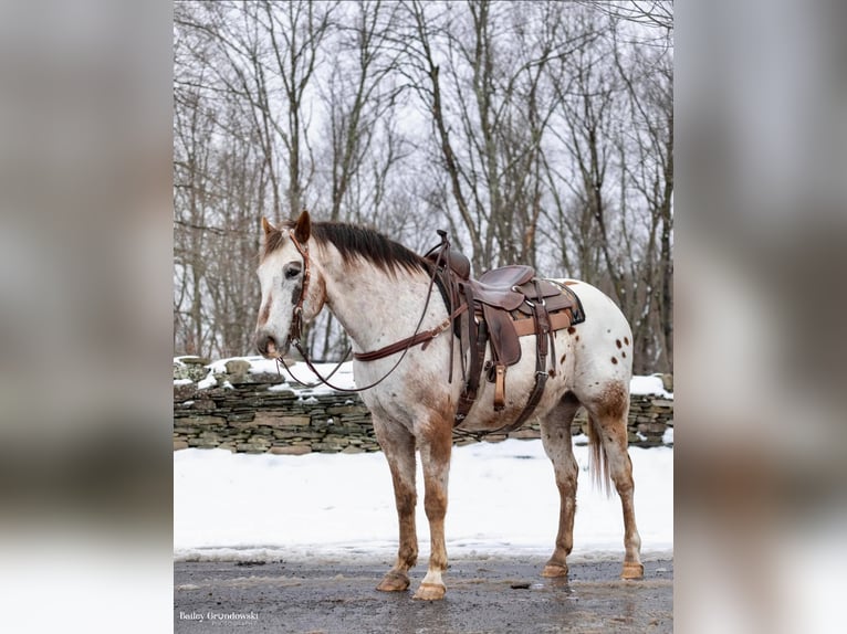 American Quarter Horse Castrone 13 Anni 152 cm Roano rosso in Everette PA