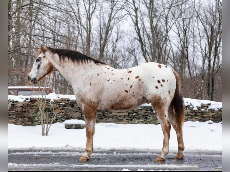 American Quarter Horse Castrone 13 Anni 152 cm Roano rosso in Everette PA