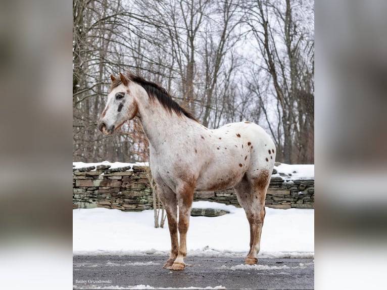 American Quarter Horse Castrone 13 Anni 152 cm Roano rosso in Everette PA