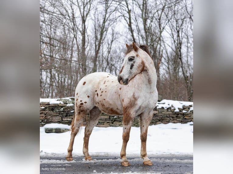 American Quarter Horse Castrone 13 Anni 152 cm Roano rosso in Everette PA