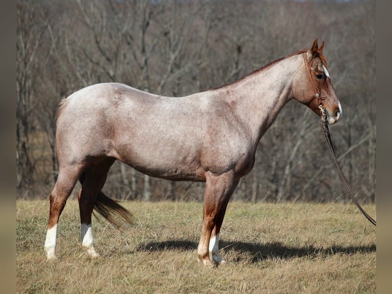 American Quarter Horse Castrone 13 Anni 152 cm Roano rosso in Mount vernon KY