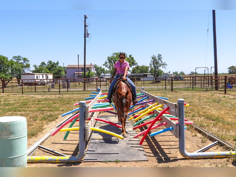 American Quarter Horse Castrone 13 Anni 152 cm Roano rosso in Pleasant Grove CA