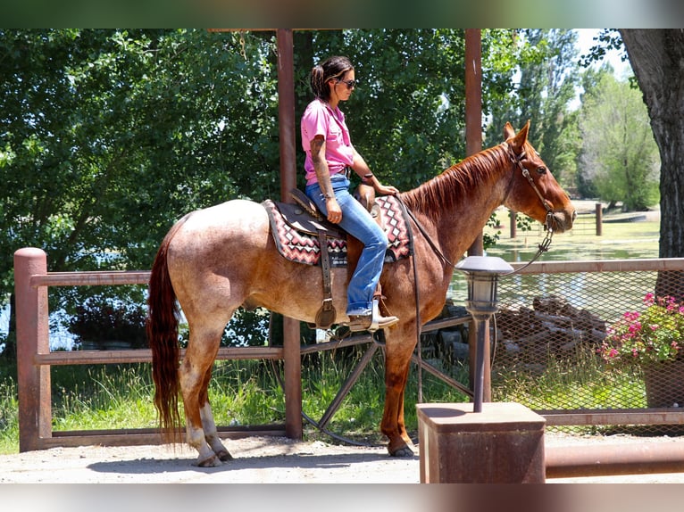 American Quarter Horse Castrone 13 Anni 152 cm Roano rosso in Pleasant Grove CA