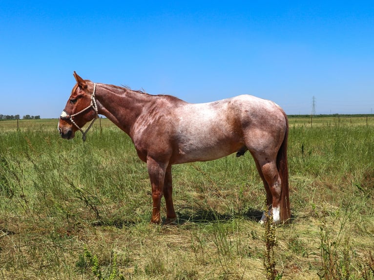 American Quarter Horse Castrone 13 Anni 152 cm Roano rosso in Pleasant Grove CA