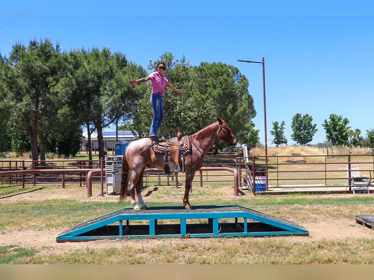 American Quarter Horse Castrone 13 Anni 152 cm Roano rosso in Pleasant Grove CA