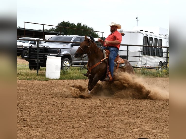 American Quarter Horse Castrone 13 Anni 152 cm Roano rosso in Stephenville