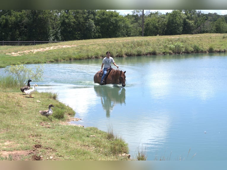 American Quarter Horse Castrone 13 Anni 152 cm Roano rosso in Stephenville