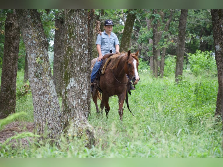 American Quarter Horse Castrone 13 Anni 152 cm Roano rosso in Sulphur Springs