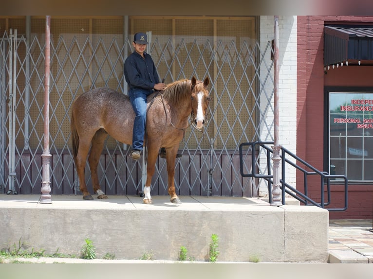 American Quarter Horse Castrone 13 Anni 152 cm Roano rosso in Sulphur Springs