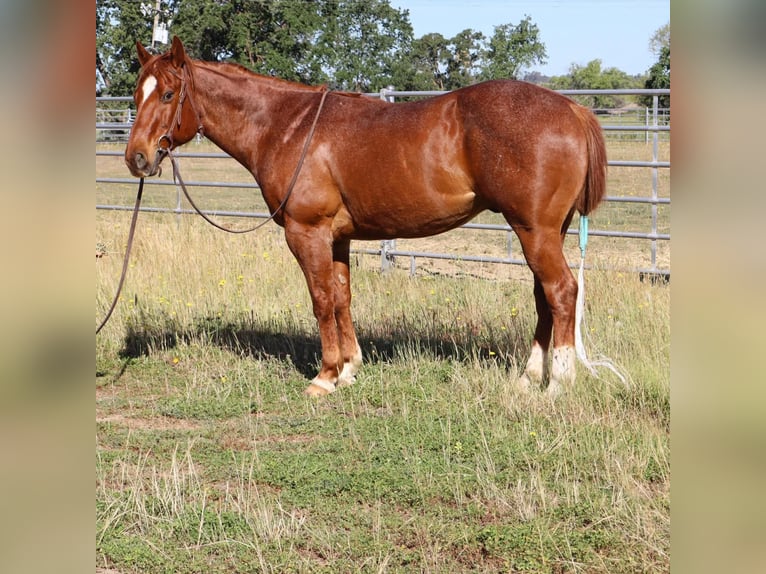 American Quarter Horse Castrone 13 Anni 152 cm Roano rosso in Sulphur Springs