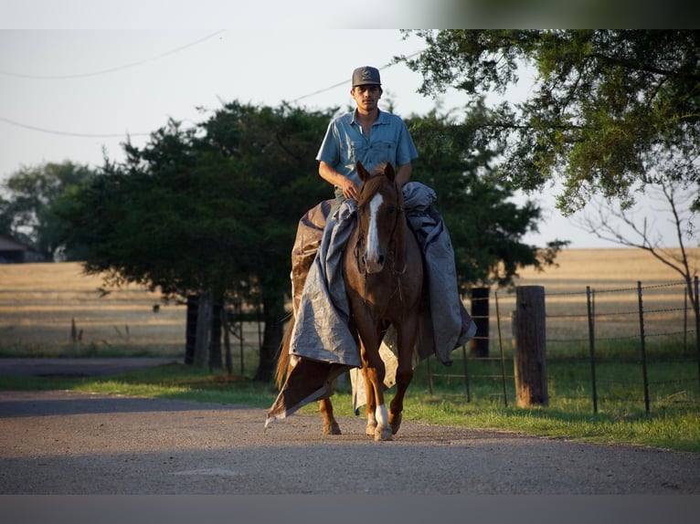 American Quarter Horse Castrone 13 Anni 152 cm Roano rosso in Sulphur Springs