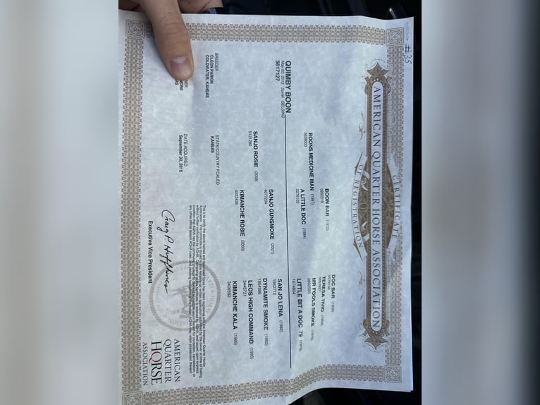 American Quarter Horse Castrone 13 Anni 152 cm Sauro ciliegia in Pleasant Grove CA