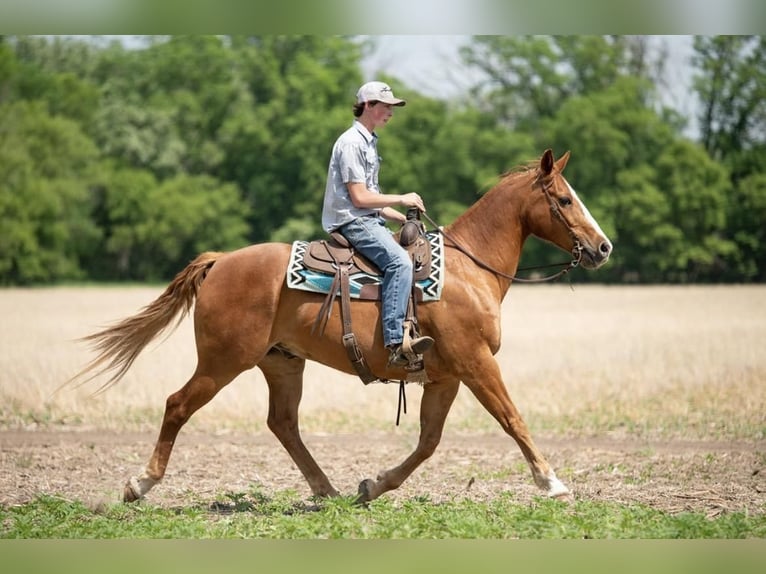 American Quarter Horse Castrone 13 Anni 152 cm Sauro ciliegia in Boyceville, WI