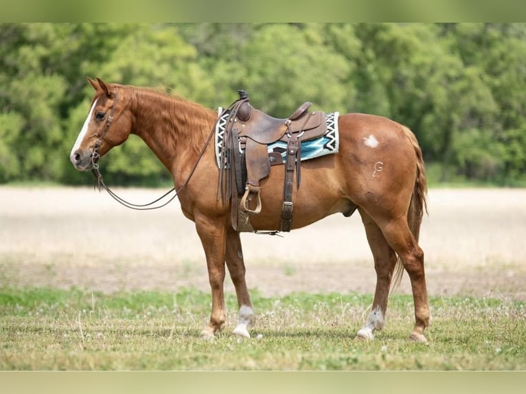 American Quarter Horse Castrone 13 Anni 152 cm Sauro ciliegia in Boyceville, WI