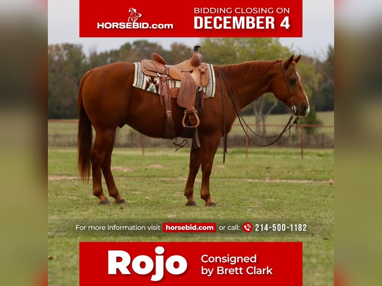 American Quarter Horse Castrone 13 Anni 152 cm Sauro ciliegia in Grand Saline, TX