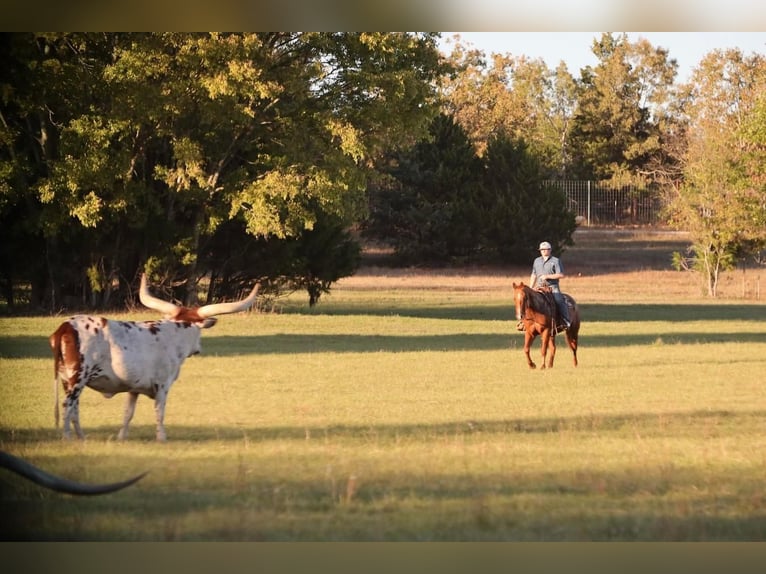American Quarter Horse Castrone 13 Anni 152 cm Sauro ciliegia in Grand Saline, TX